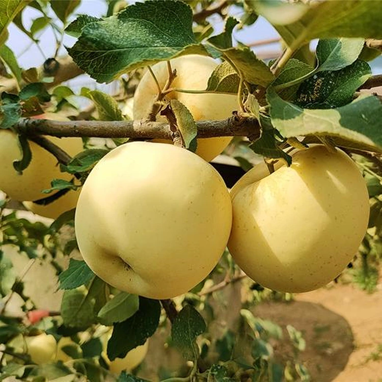 ತಾಜಾ ಗೋಲ್ಡನ್ ರುಚಿಕರವಾದ ಸೇಬುಗಳು