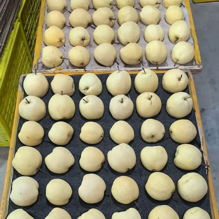 ತಾಜಾ ಆಯ್ದ ಗಾಂಗ್ ಪೇರಳೆ