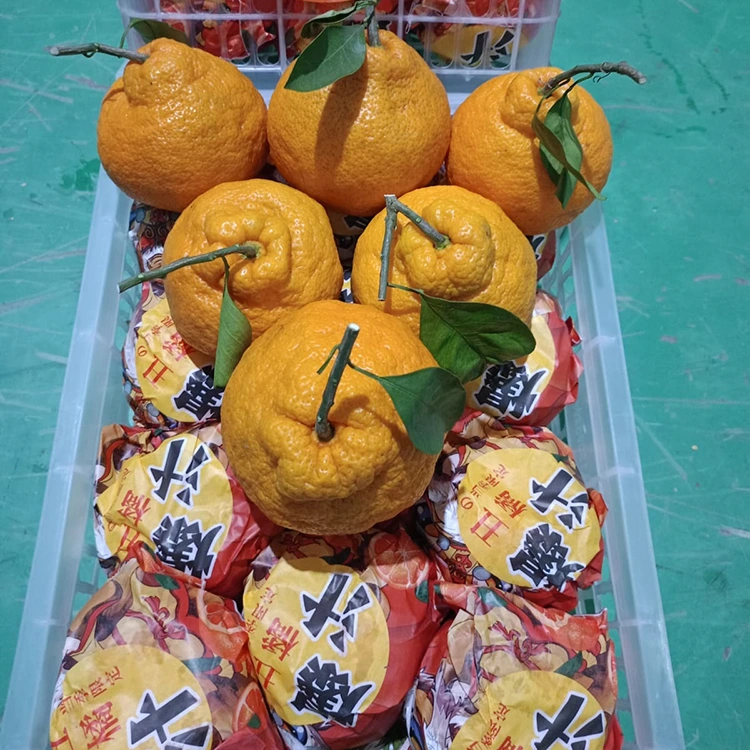 ತಾಜಾ ಶಿರನುಯಿ ಮ್ಯಾಂಡರಿನ್