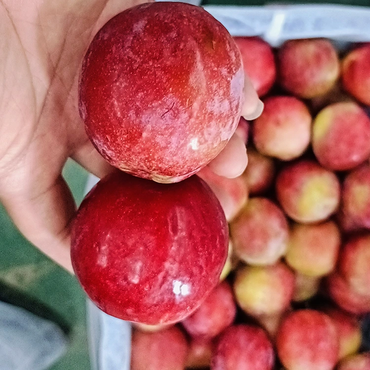 ತಾಜಾ ಸಿಹಿ ಕೆಂಪು ಮೇಯಿ ಪ್ಲಮ್