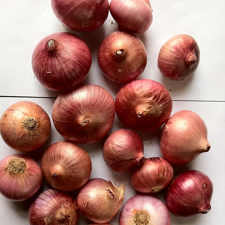 ಪ್ರೀಮಿಯಂ ತಾಜಾ ಕೆಂಪು ಈರುಳ್ಳಿ