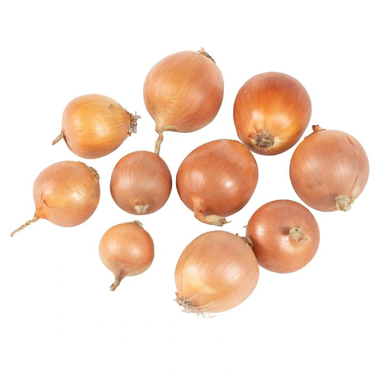 ಪ್ರೀಮಿಯಂ ತಾಜಾ ಹಳದಿ ಈರುಳ್ಳಿ
