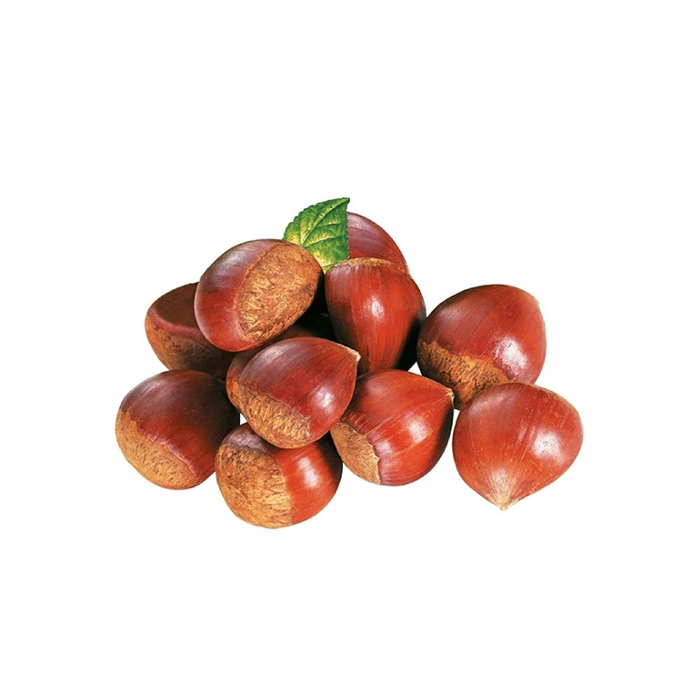 ಪ್ರೀಮಿಯಂ ಗುಣಮಟ್ಟದ ಚೆಸ್ಟ್ನಟ್ಗಳು
