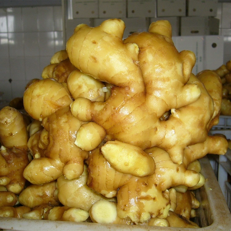 ಮಸಾಲೆಯುಕ್ತ ತಾಜಾ ಆರೊಮ್ಯಾಟಿಕ್ ಶುಂಠಿ