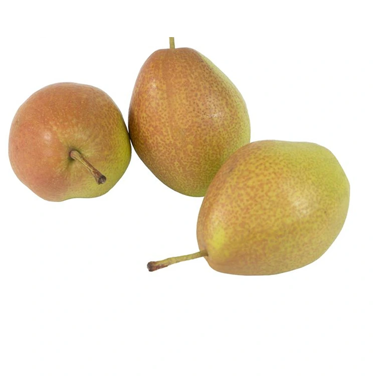 ಉತ್ತಮ ಗುಣಮಟ್ಟದ ತಾಜಾ ಹಾಂಗ್‌ಕ್ಸಿಯಾಂಗ್ಸು ಪೇರಳೆ